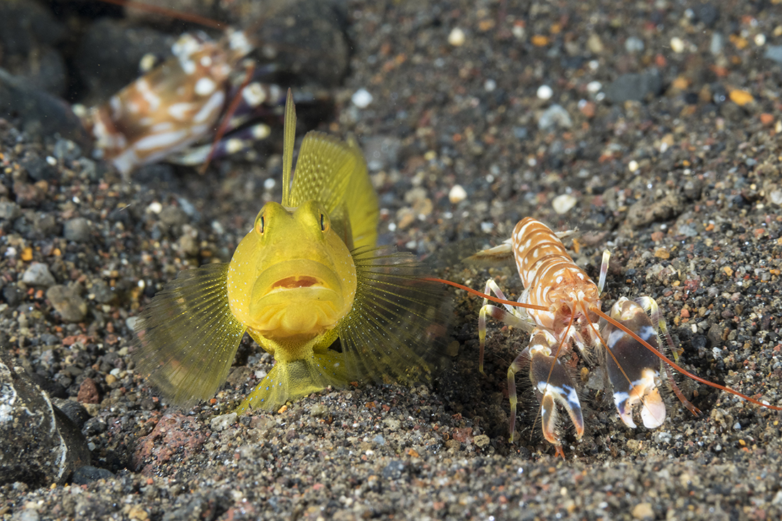 Yellow watchman goby (Cryptocentrus cinctus) and tiger pistol shrimp (Alpheus bellulus) looking head on at the camera.