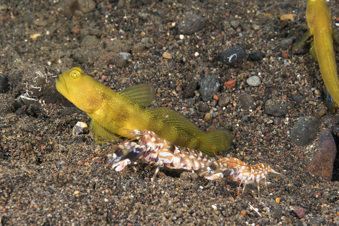 Yellow watchman goby (Cryptocentrus cinctus) and tiger pistol shrimp (Alpheus bellulus).