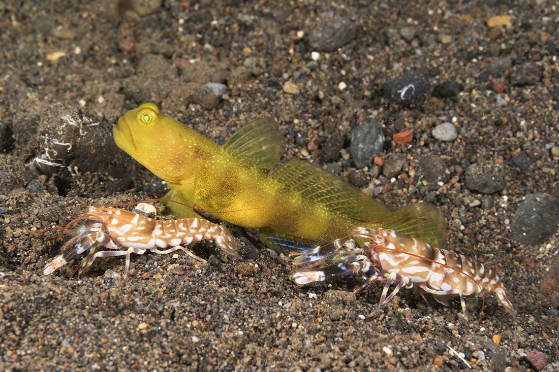 Yellow watchman goby (Cryptocentrus cinctus) and tiger pistol shrimp (Alpheus bellulus).