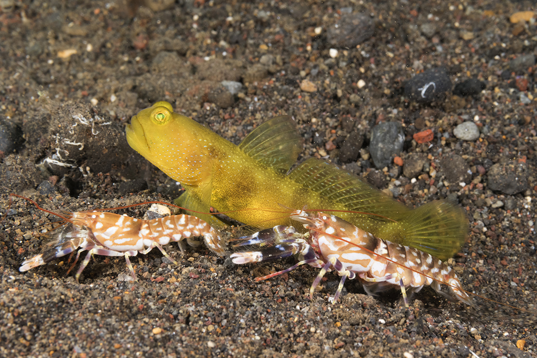Yellow watchman goby (Cryptocentrus cinctus) and tiger pistol shrimp (Alpheus bellulus).