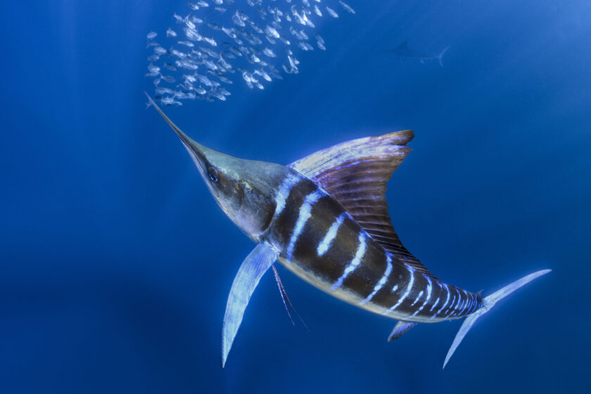 Native to the Pacific Striped Marlin (Kajikia audax) can weight up to 490 lbs. / 220 kg with a maximum length of 13.8 ft / 4.2 m.