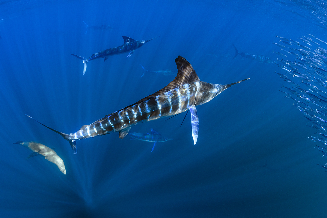 Native to the Pacific Striped Marlin (Kajikia audax) can weight up to 490 lbs. / 220 kg with a maximum length of 13.8 ft / 4.2 m.