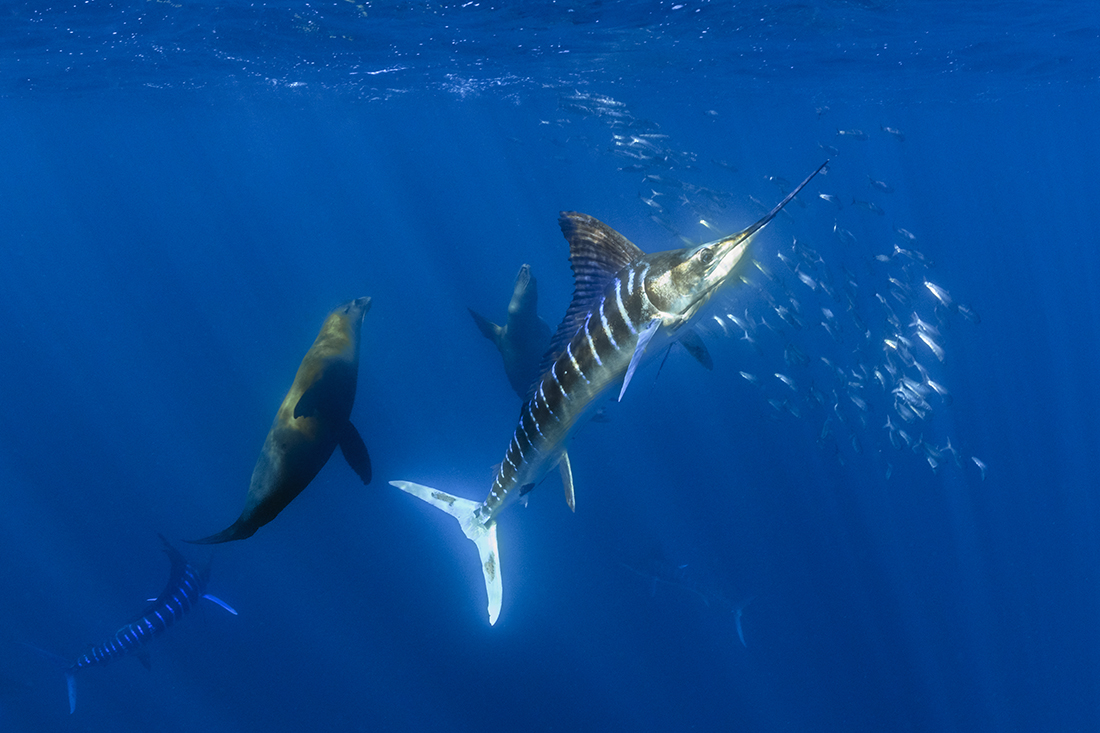 Native to the Pacific Striped Marlin (Kajikia audax) can weight up to 490 lbs. / 220 kg with a maximum length of 13.8 ft / 4.2 m.