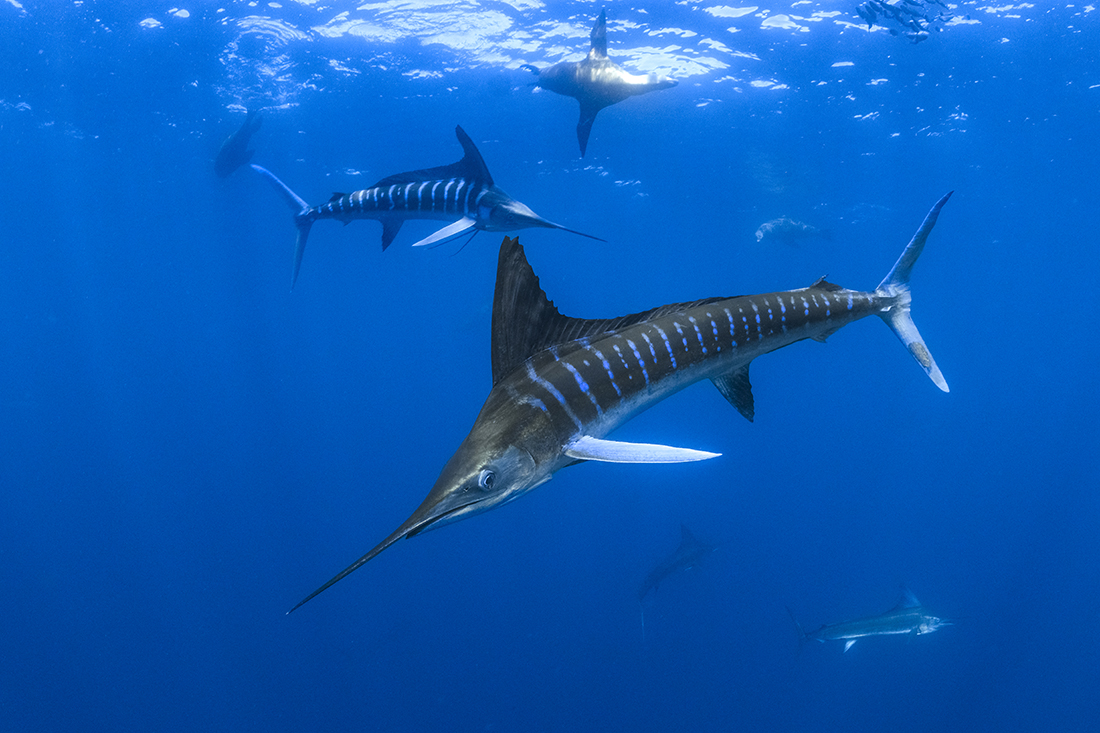 Native to the Pacific Striped Marlin (Kajikia audax) can weight up to 490 lbs. / 220 kg with a maximum length of 13.8 ft / 4.2 m.