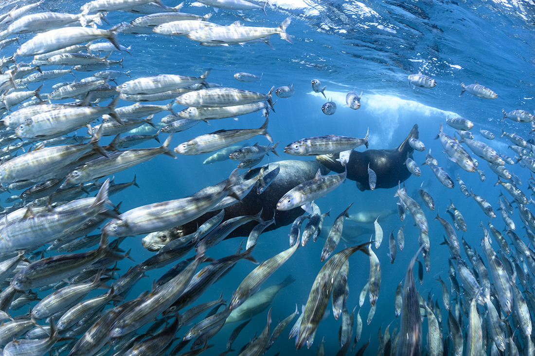 Sea lions in hot pursuit after a large school of sardines.