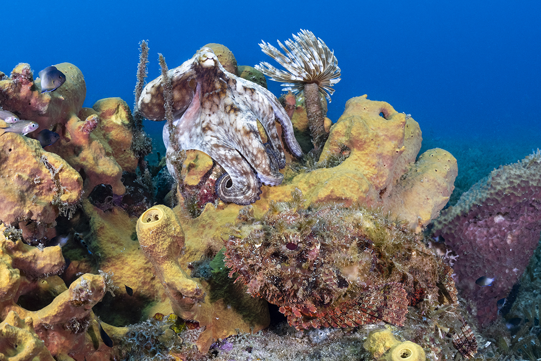 Capturing two masters of camouflage, a common octopus (top) and a scorpionfish (bottom) perched on a yellow tube sponge using a wide angle lens in up a very close at the site Cap Enrage, north of Fort-de-France.