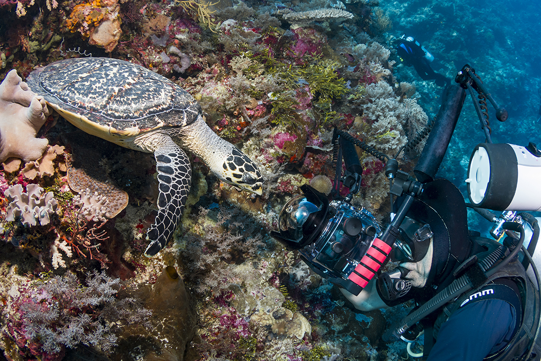 A question of a photographer trying to get really close to a sea turtle for a portrait or a sea turtle looking to get a close up. Sometimes shooting CFWAs can turn varying entertaining.