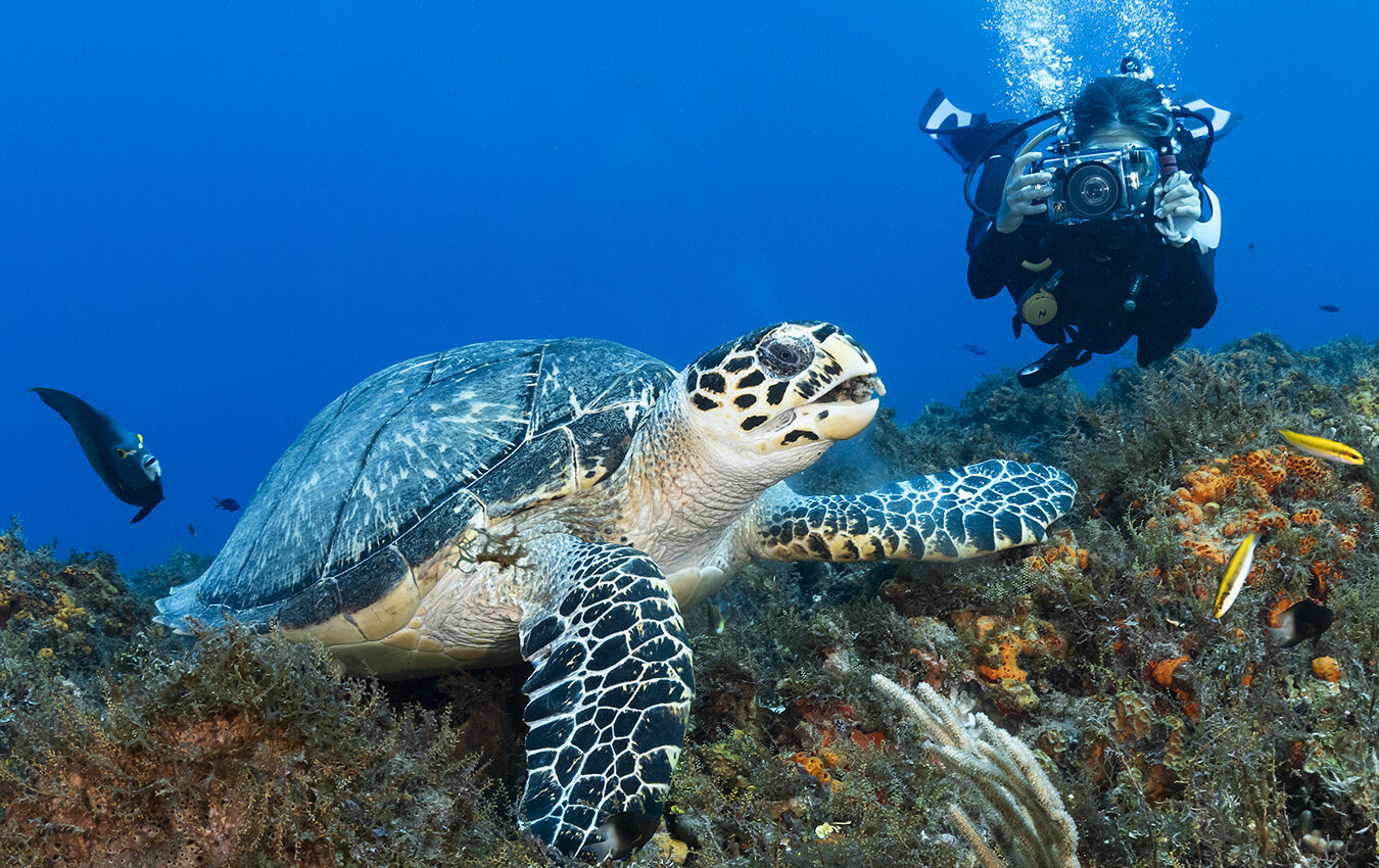 Close Focus Wide Angle (CWFA) picture of a hawksbill sea turtle.