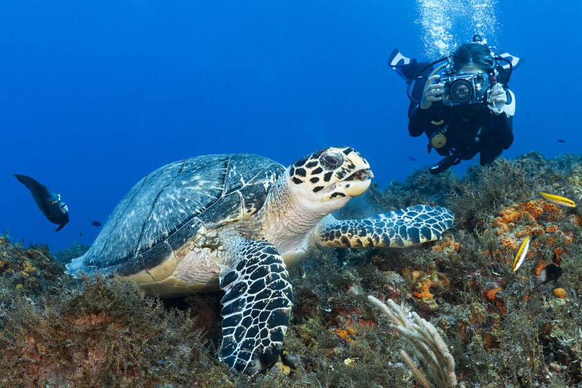 Close Focus Wide Angle (CWFA) picture of a hawksbill sea turtle.