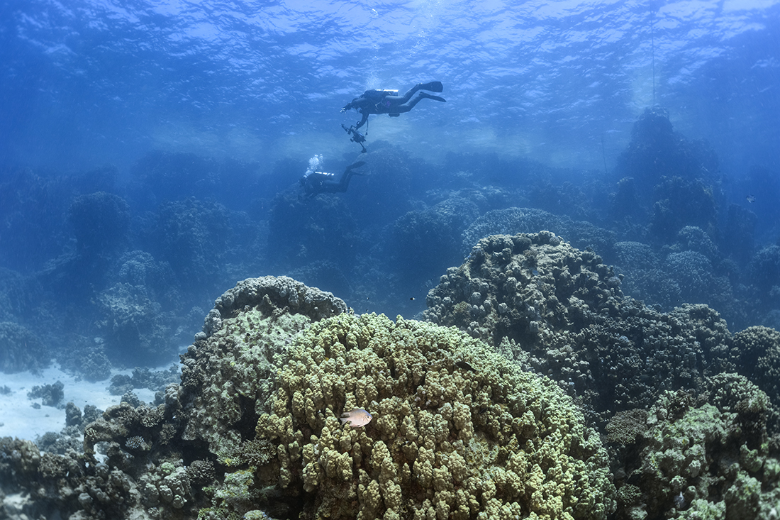 Abu Dahab along with it’s neighboring reef Shaab Marsa Alam featured a general reef profile with the top reef staring near 0 feet from the surface dropping sharply downward to a depth between 32 ft / 10 m and 65 ft / 20 m.