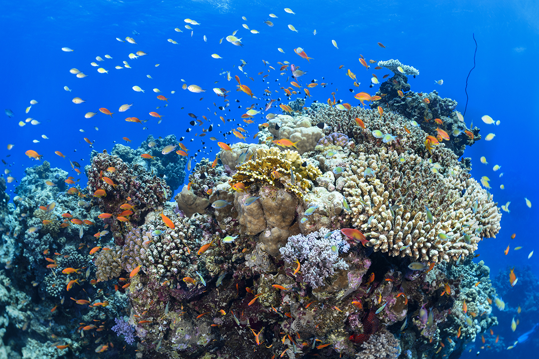 Some of the healthy reef life Abu Dahab Reef in the Red Sea.