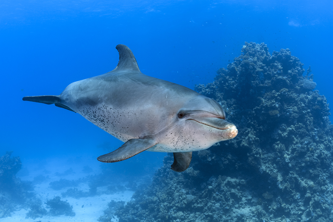 Friendly bottlenose dolphin encounter at Abu Dahab Reef in the Red Sea