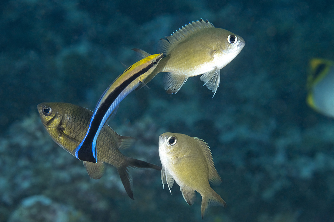 Cleaner wrasse providing service to a couple of damselfish shot with a Nauticam MFO-1 in front of a Nikkor Z 105mm f/2.8 VR S Macro Lens.