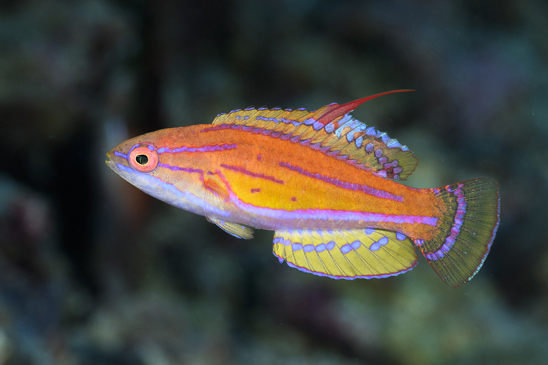 Yellowfin Flasher Wrasse (Paracheilinus flavianalis)