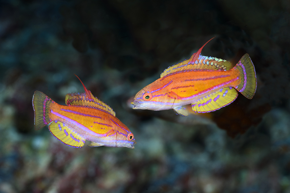 Pair of male Yellowfin Flasher Wrasses (Paracheilinus flavianalis) strutting their stuff to show his is the most dominate between the two. Capturing the action as it was transpiring was almost child’s play with the help of the Nauticam MFO-1.