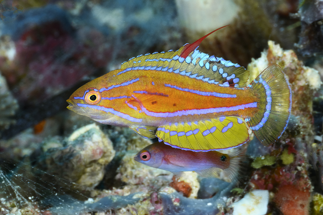 Capturing sharp images of male Flasher Wrasses (Paracheilinus flavianalis) in full display was made almost ridiculously easy with the aid of the Nauticam MFO-1 paired with my Nikon AF-S VR Micro-NIKKOR 105mm f/2.8G IF-ED.