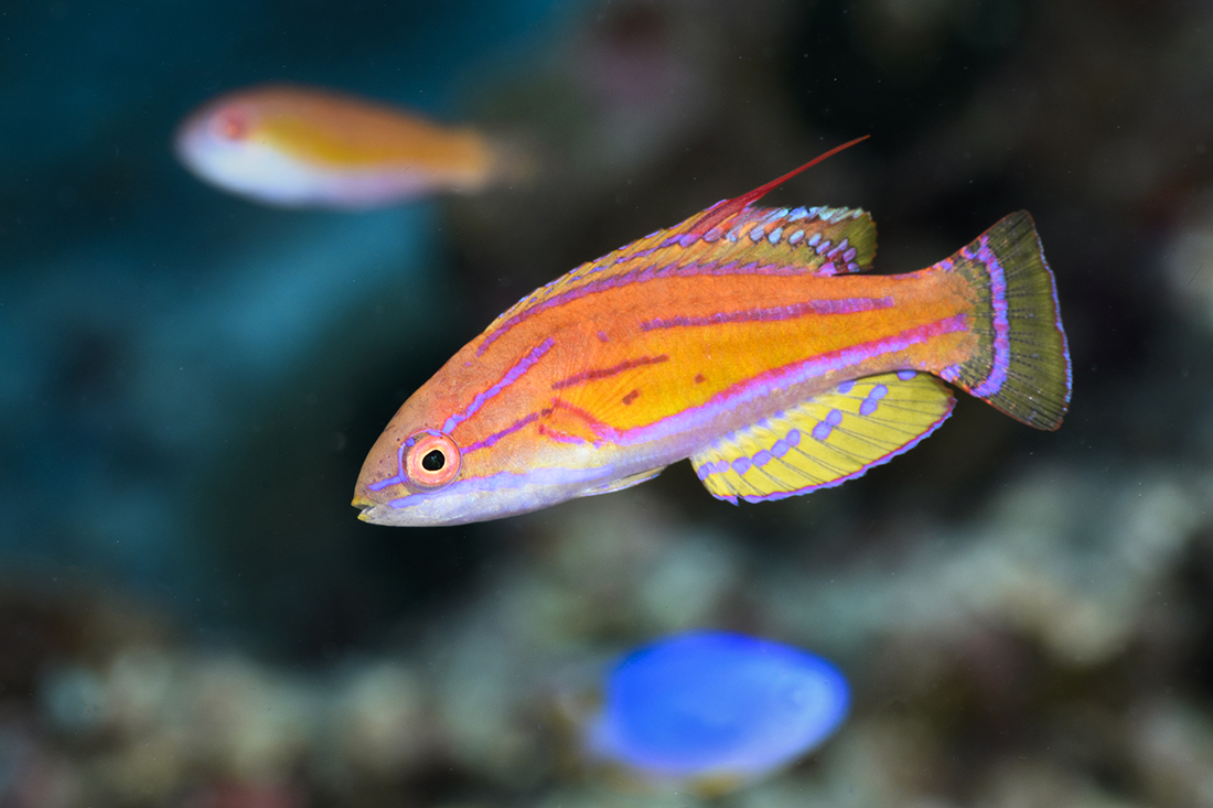 Yellowfin Flasher Wrasse (Paracheilinus flavianalis)