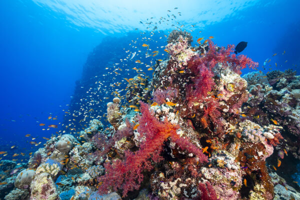 Beautiful section of reef with vibrant red soft corals and orange anthias in the shadow of one the huge column shaped coral heads at Habbili Omran in the southern Red Sea.