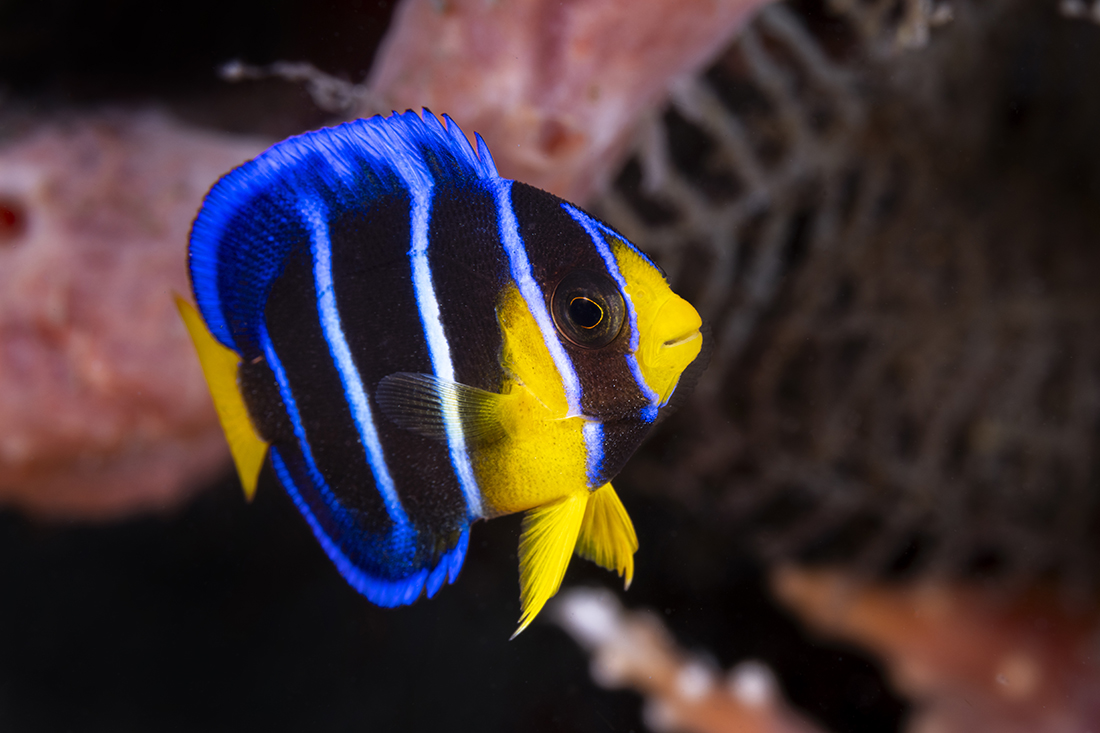 Juvenile blue angelfish shot with a Nauticam MFO-1 in front of a Nikkor Z 105mm f/2.8 VR S Macro Lens.