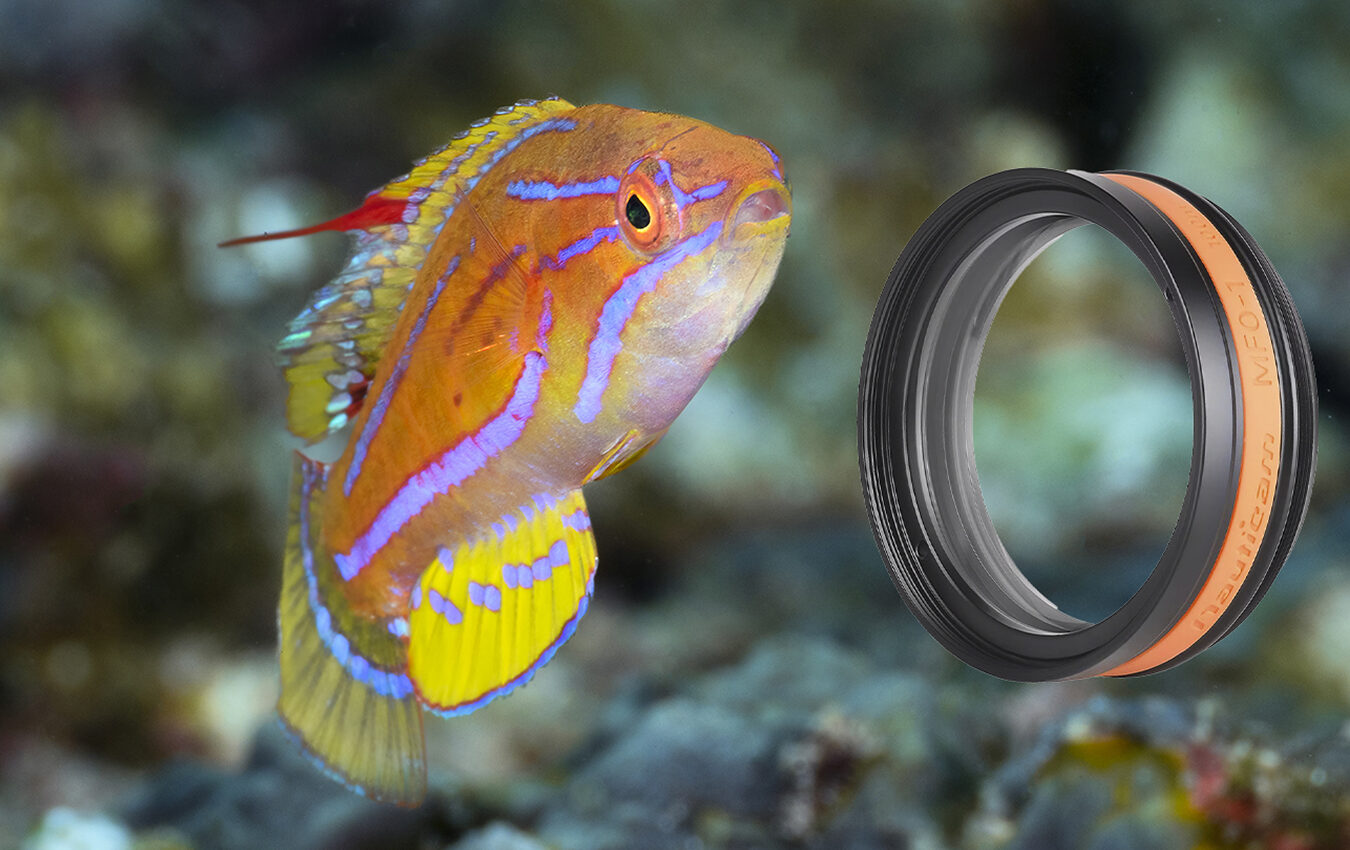 Yellowfin Flasher Wrasse (Paracheilinus flavianalis) captured with the aid of Nauticam's MFO-1 more specifically known as a Mid-range Focus Optimizer