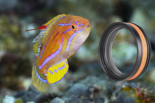 Yellowfin Flasher Wrasse (Paracheilinus flavianalis) captured with the aid of Nauticam's MFO-1 more specifically known as a Mid-range Focus Optimizer