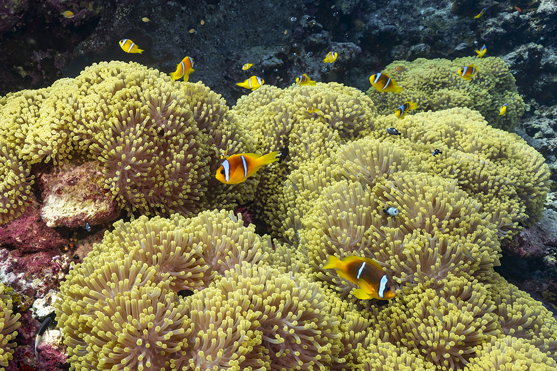 Primarily bright yellow orange in coloration with two dominate ice blue bands across the body, the Red Sea Anemonefish (Amphiprion bicinctus) are considered a species indigenous to the Red Sea. In actuality, they are a subspecies of the highly endemic orange-fin anemonefish (Amphiprion chrysopterus) which is found throughout the Indian and Pacific as far south as Queensland, Australia, to far west as the Marshall and Tuamotu Islands of Tahiti.
