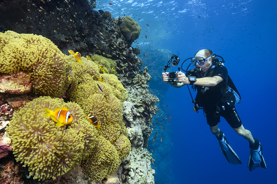 Tucked into a corner of Daedalus Reef’s vertical face is a large colony of iridescent yellow/green hued sea anemones with an equal size colony Red Sea Anemonefish.