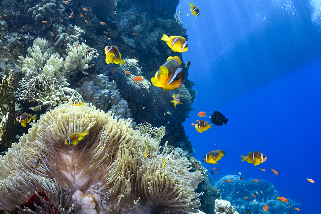 On Panorama’s northwestern corner, resided a large colony of anemonefish with their host anemones which made a great time killer during a safety stop.