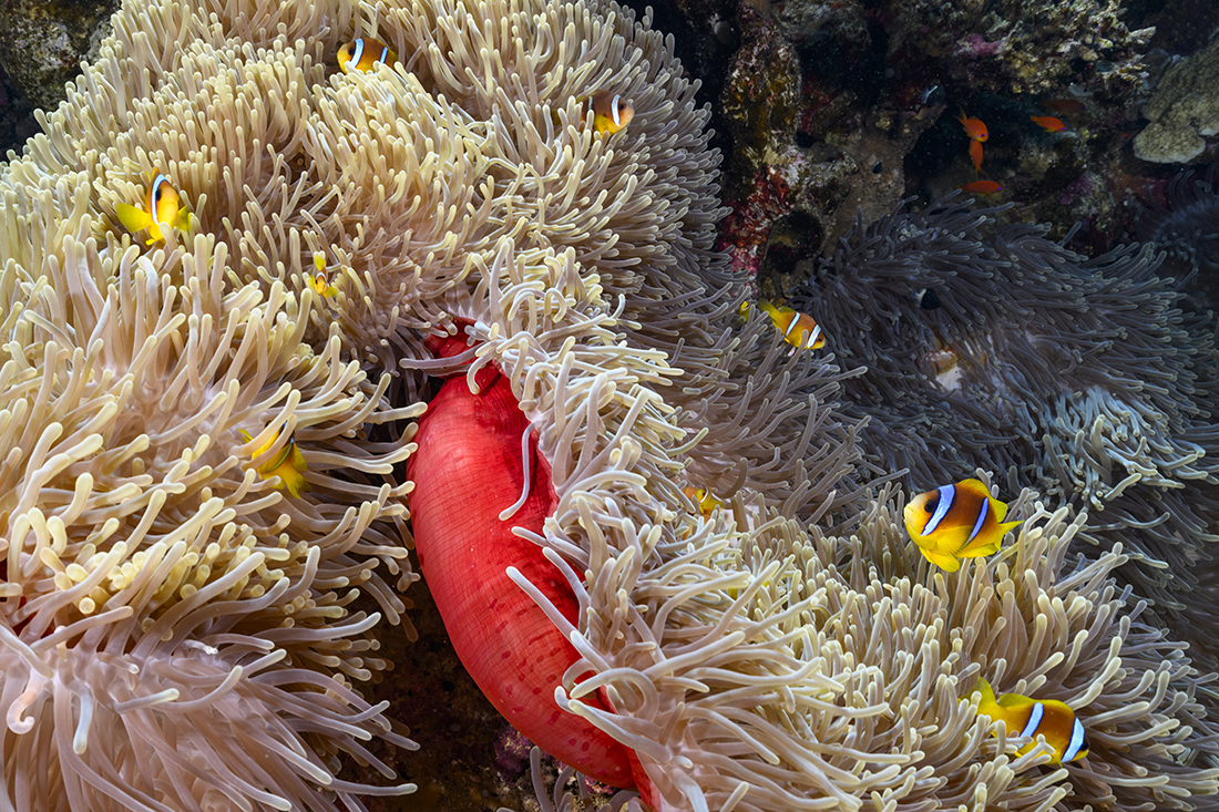 On Panorama’s northwestern corner, resided a large colony of anemonefish with their host anemones which made a great time killer during a safety stop.