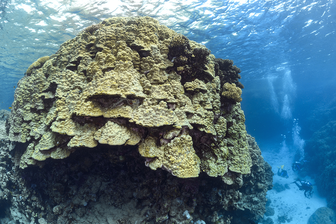 Giant coral head at St.John's Caves in the Red Sea.