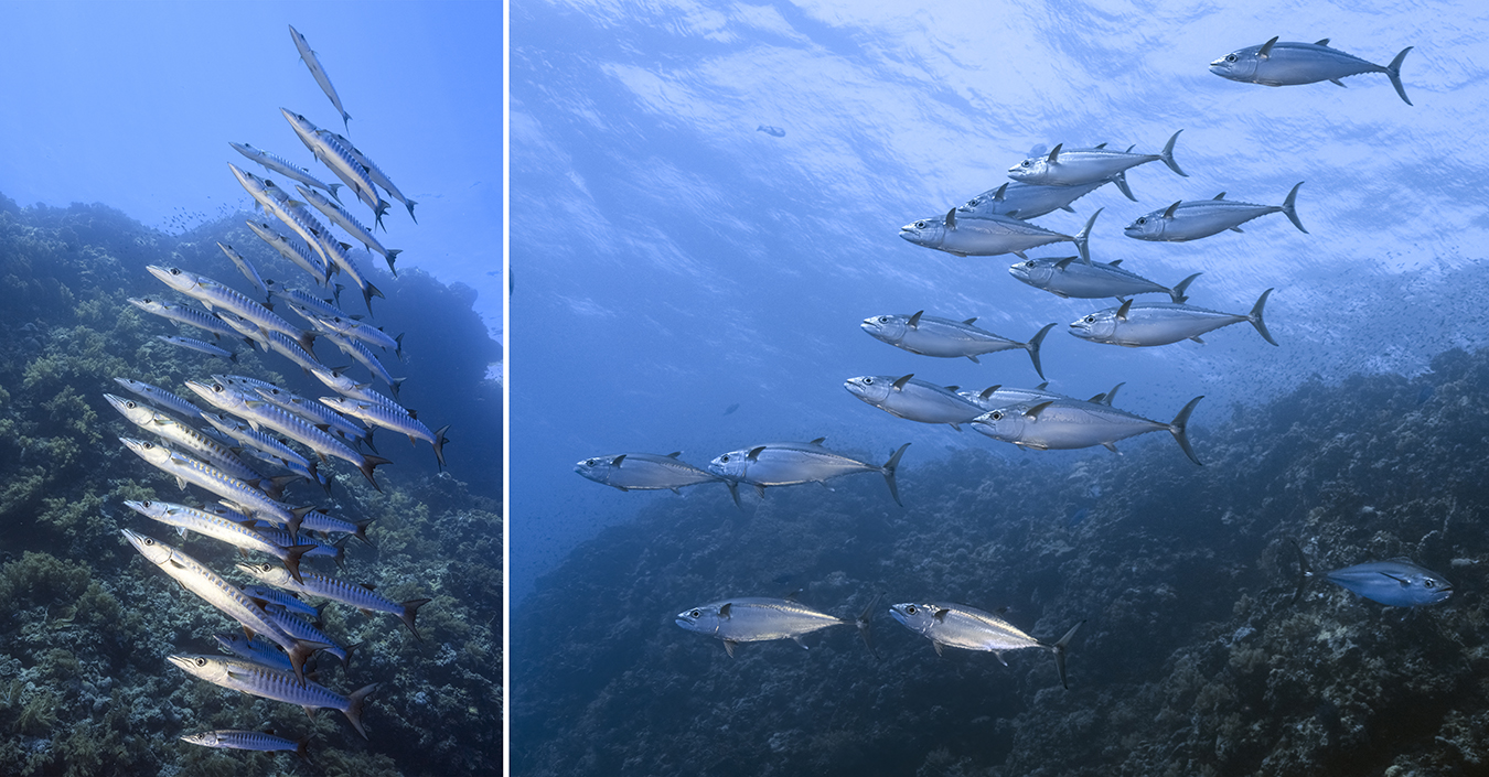 While schools of blackfin barracudas often prefer to stay close to the vertical face at reefs like Elphinestone and Brothers, dogtooth tunas can suddenly pop up out in the blue or inside you on the reef.