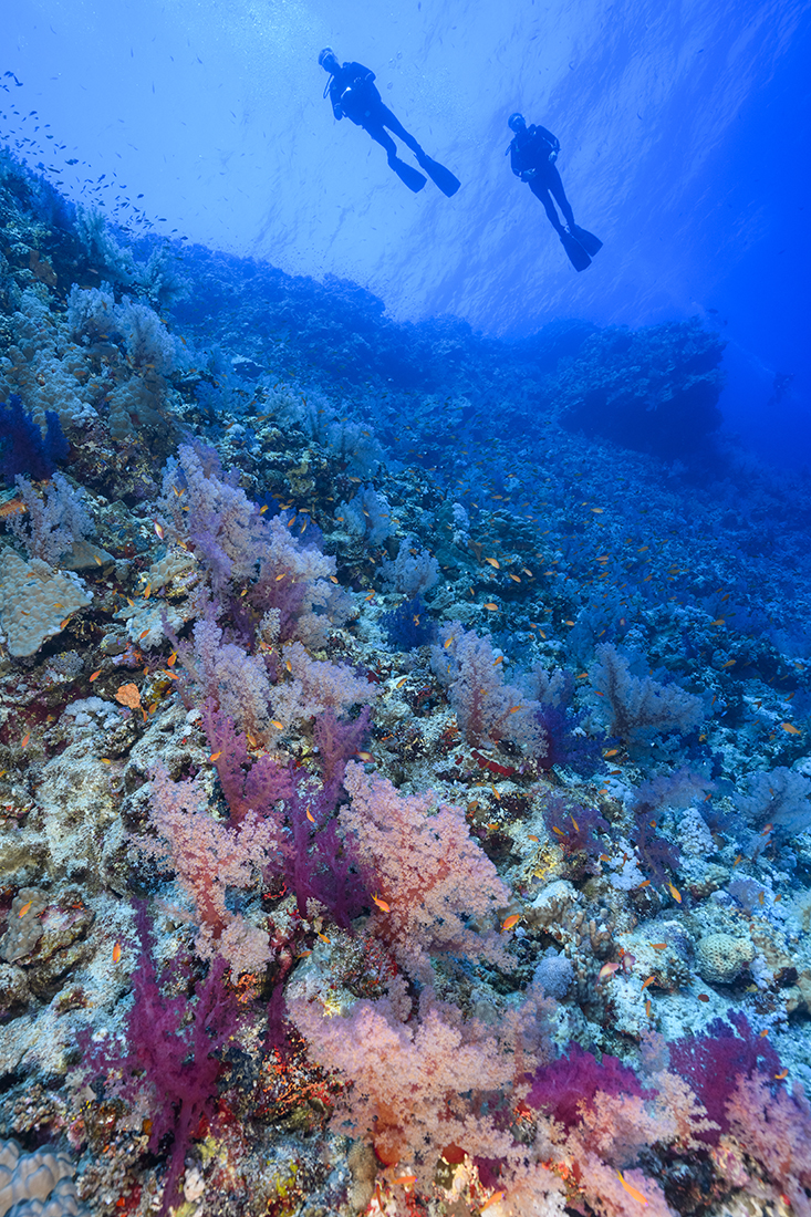 Soft coral gardens along the face of Elphinstone Reef's vertical face boasting shades of orange, red, pink and purple. 