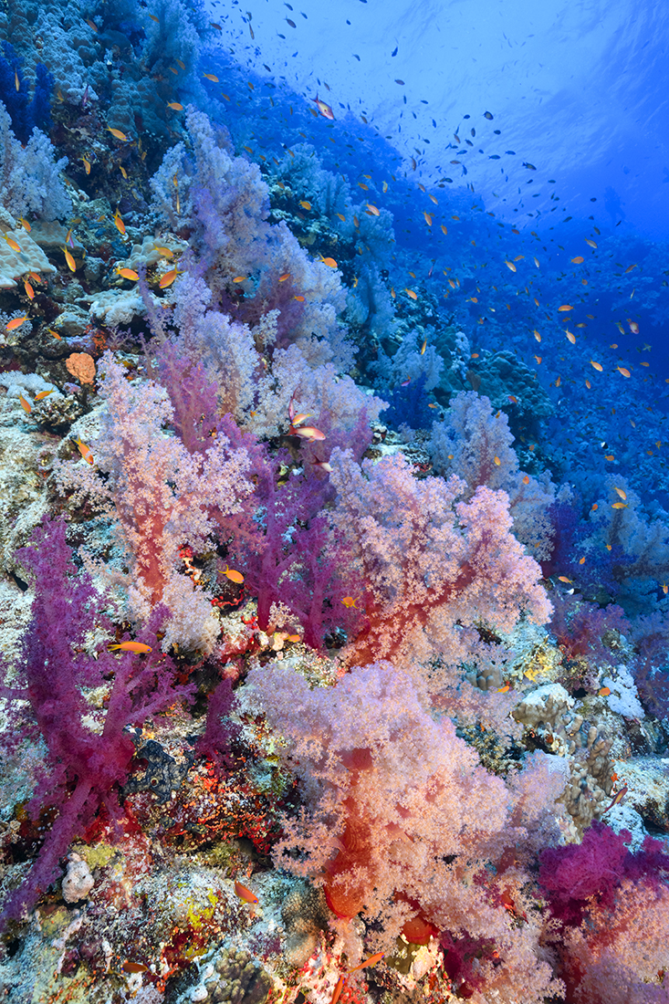 Soft coral gardens along the face of Elphinstone Reef's vertical face boasting shades of orange, red, pink and purple. 