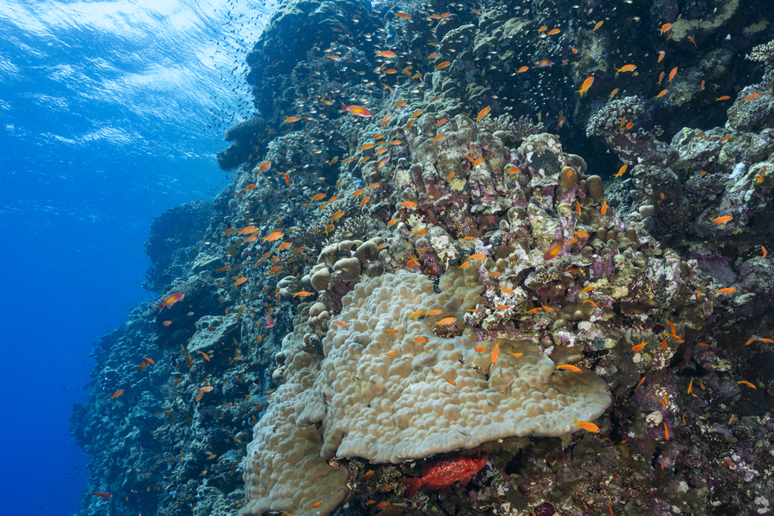 A wide range of coral and fishline abound along Elphinstone Reef's vertical face in the Red Sea.