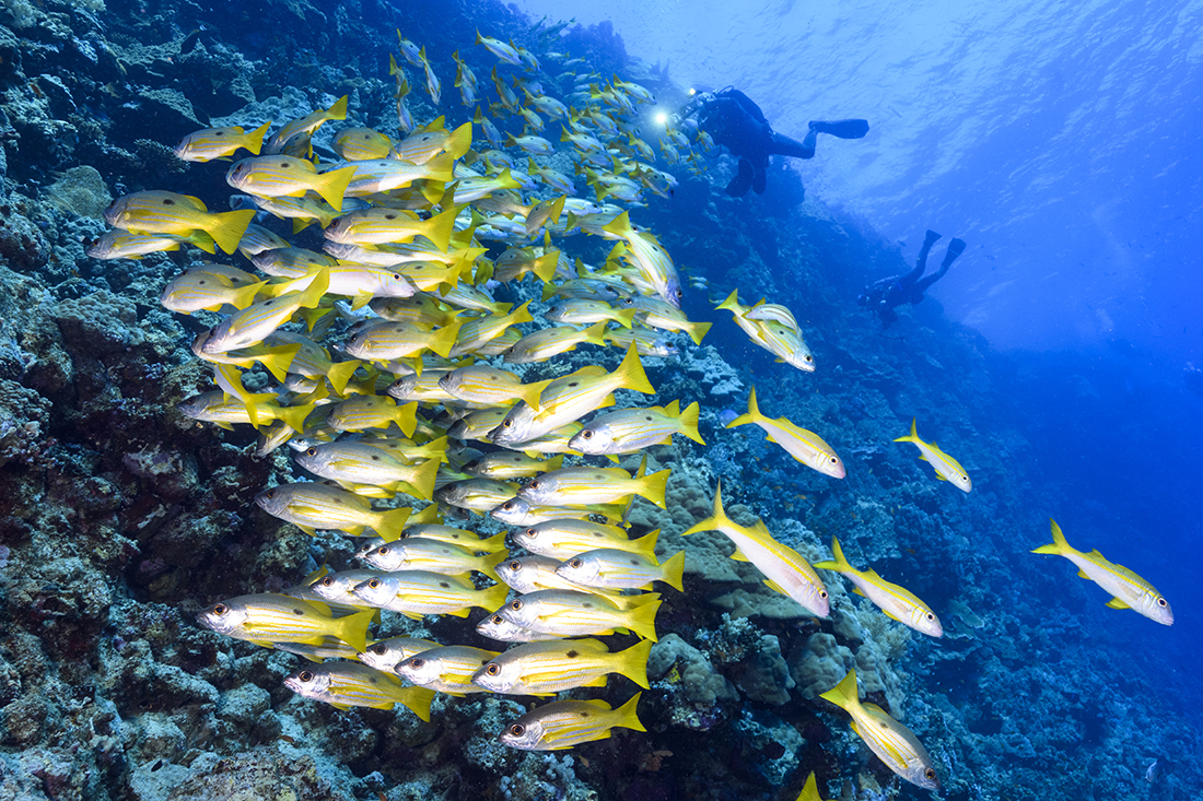 A wide range of coral and fishline abound along Elphinstone Reef's vertical face in the Red Sea.