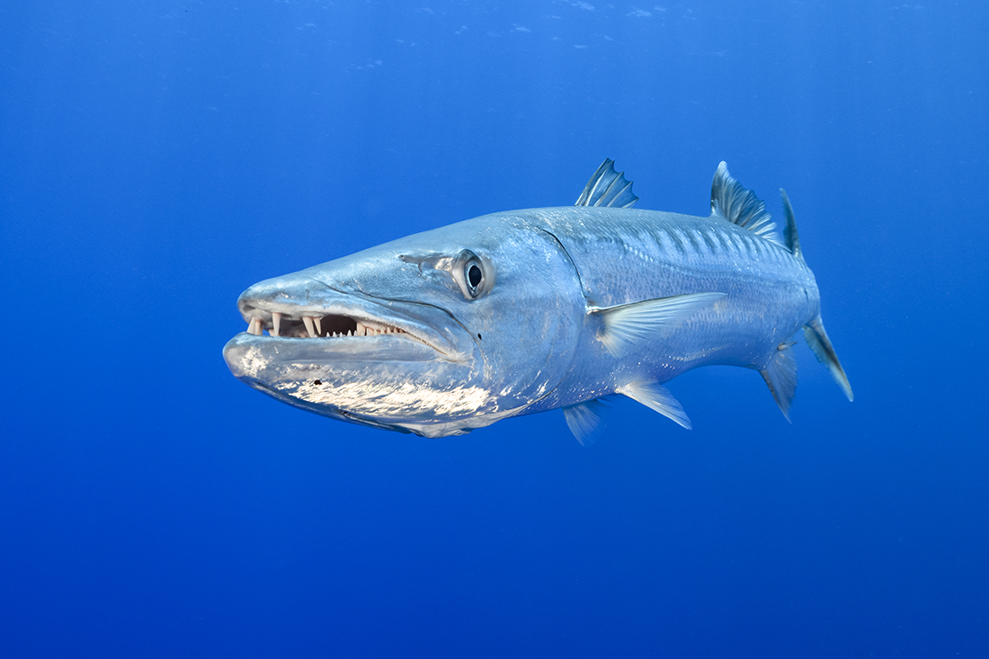 A robust 4-foot plus greater barracuda coming in to have his portrait taken.