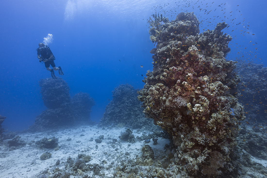 The underwater terrain of Habbili Omran Reef in the Red Sea.
