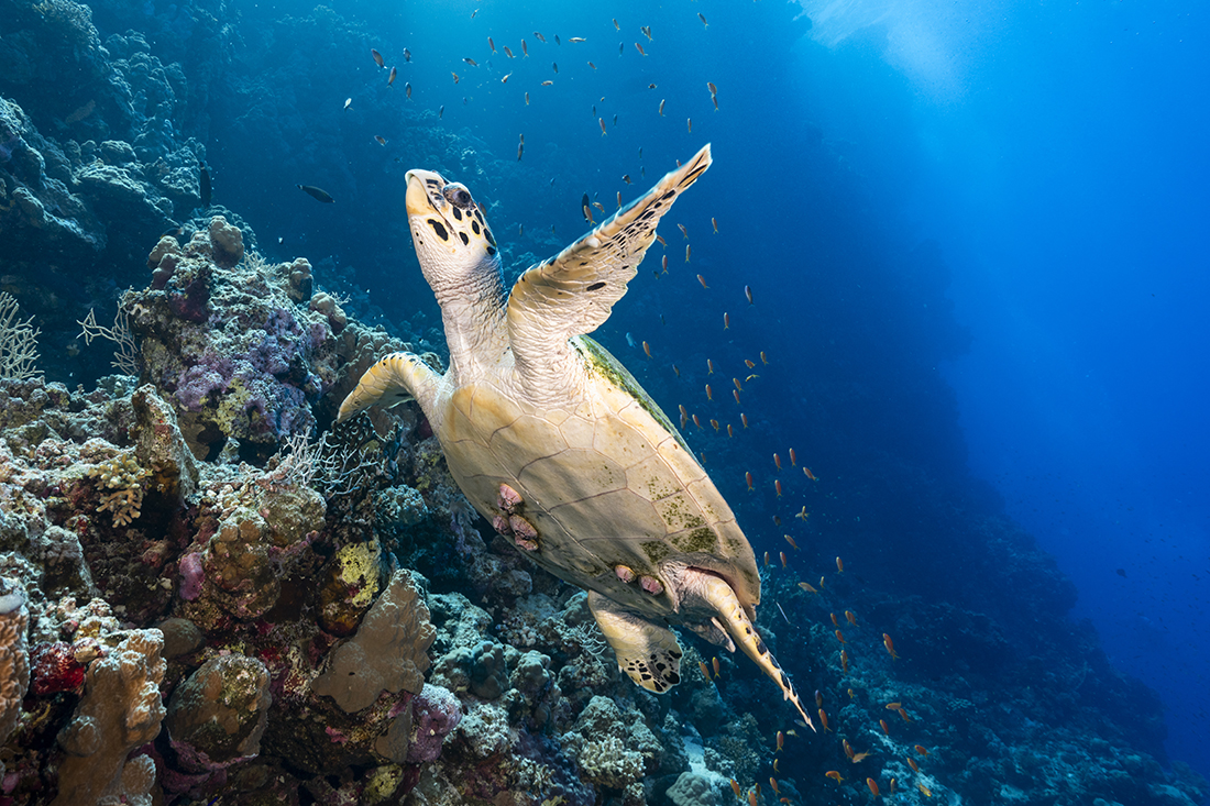Hawksbill Sea Turtle