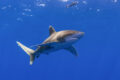 Oceanic Whitetip Sharks are commonly seen in the open ocean region of the Red Sea.