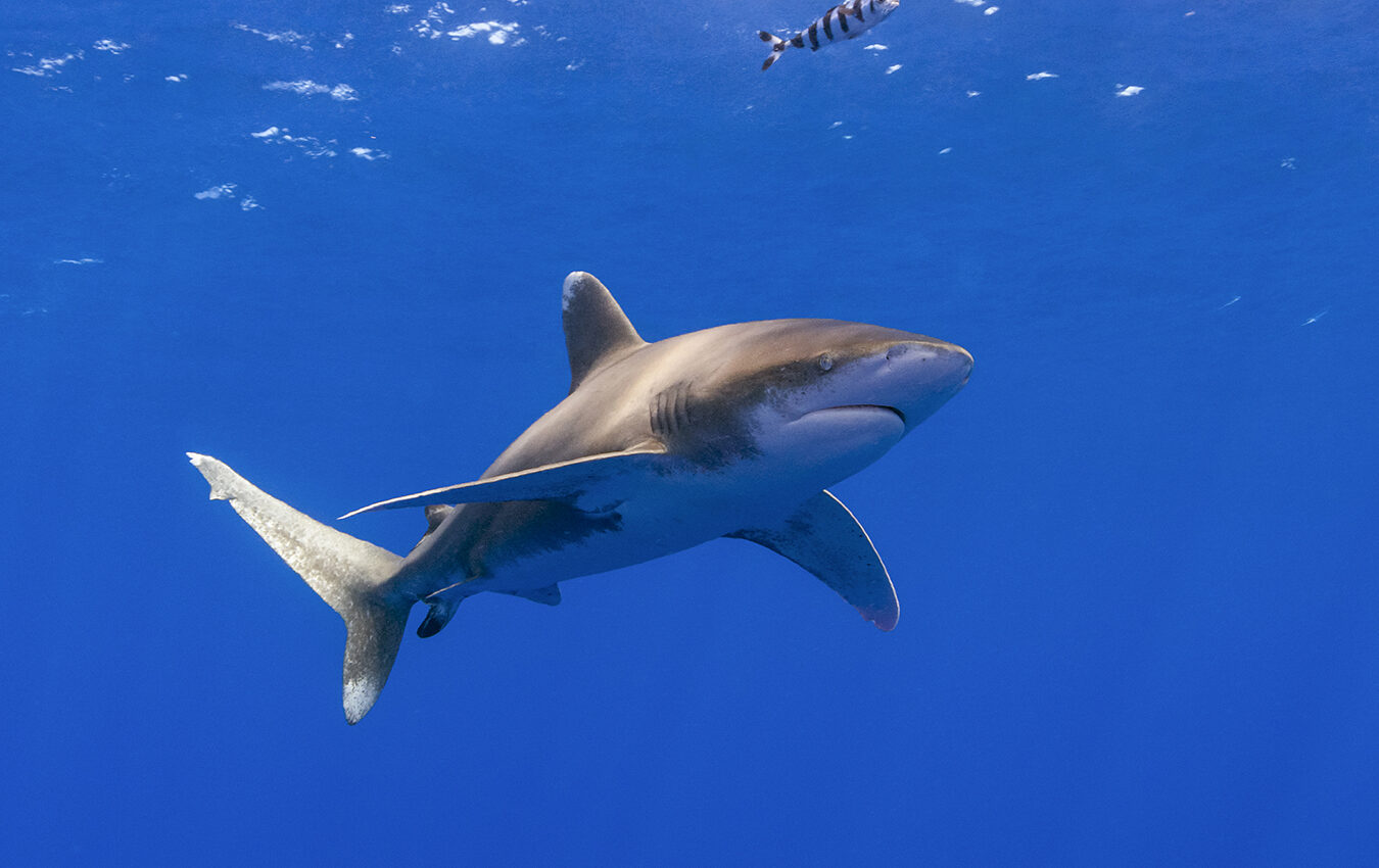 Oceanic Whitetip Sharks are commonly seen in the open ocean region of the Red Sea.