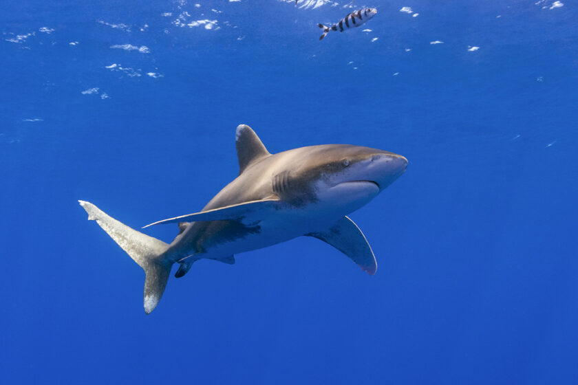 Oceanic Whitetip Sharks are commonly seen in the open ocean region of the Red Sea.