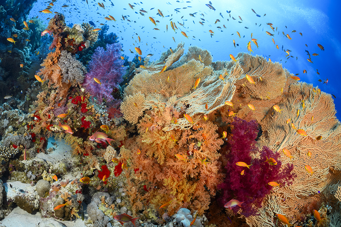 Down the side Panorama’s steep reef face resides an array of soft corals in various hues. 