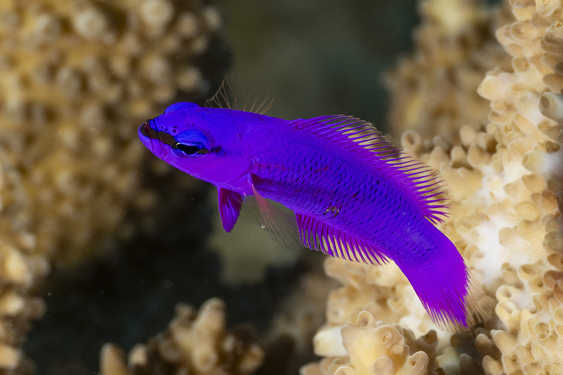 This all purple little fish is a Purple Dottyback, also known as an  Orchid Dottyback (Pseudochromis fridmani) is endemic to only the Red Sea and Western Indian Ocean.
