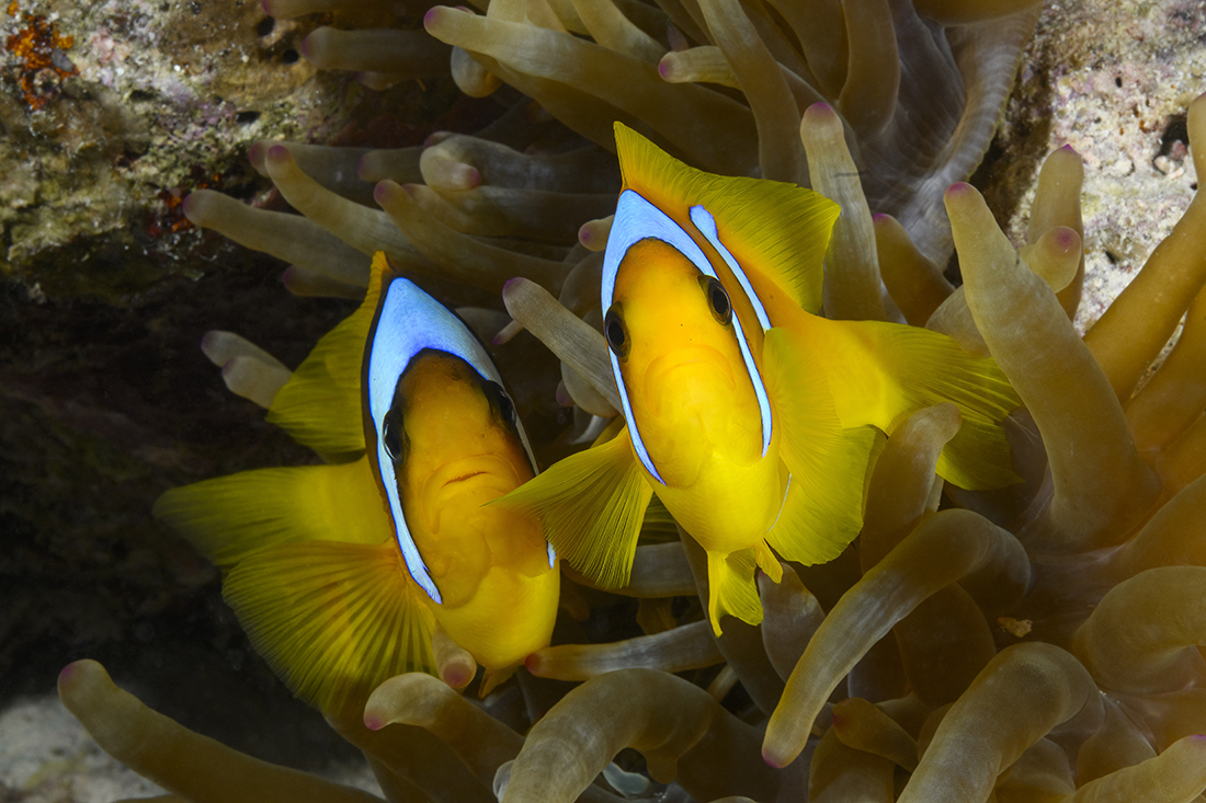 Red Sea Anemonefish (Amphiprion bicinctus).