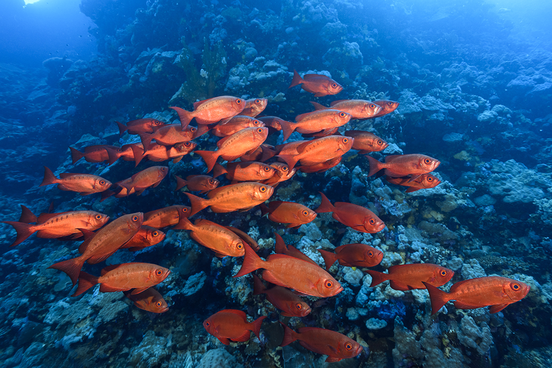 School of Red Sea Bigeyes