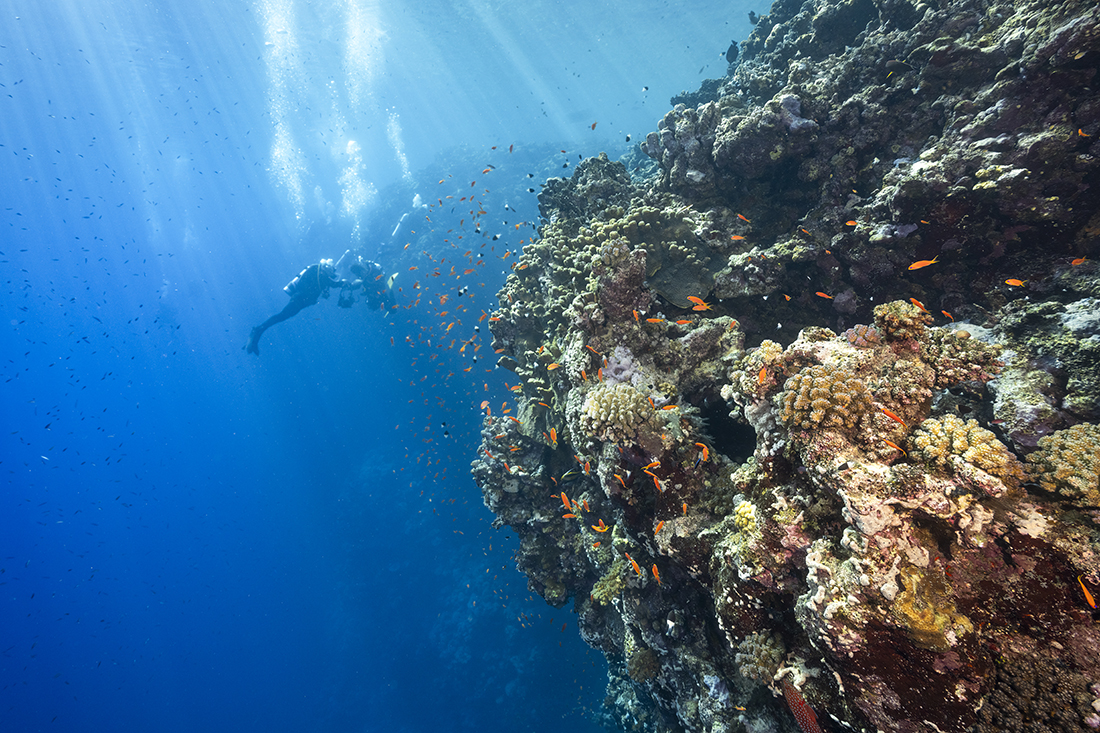 Laying a little further offshore Rocky Island and Zabargad not only took on a more dramatic set of profiles, starting again at zero feet from the surface.