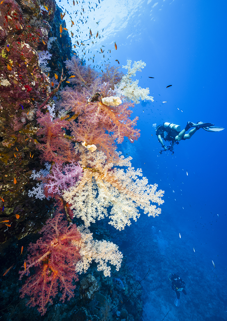 Communities of Alcyonacea soft corals adorn section wall at Rocky Island.