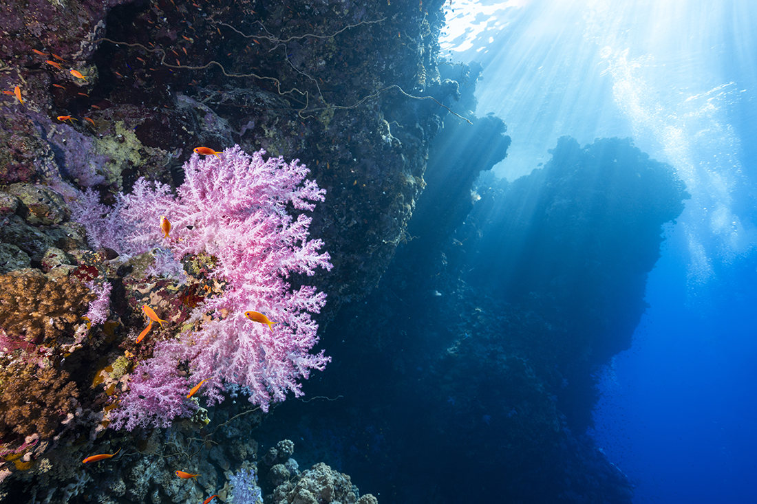 Rocky Island feature a vertical face that plunged well past 131 ft / 40 m whereas neighboring Zabargad Reef’s contours were more like a giant stair step, dropping almost straight down to a broad shelf at 32 ft / 10 m - 82 ft / 25 m before dropping off into blue.