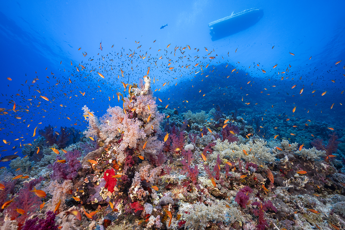Rocky Island feature a vertical face that plunged well past 131 ft / 40 m whereas neighboring Zabargad Reef’s contours were more like a giant stair step, dropping almost straight down to a broad shelf at 32 ft / 10 m - 82 ft / 25 m before dropping off into blue.