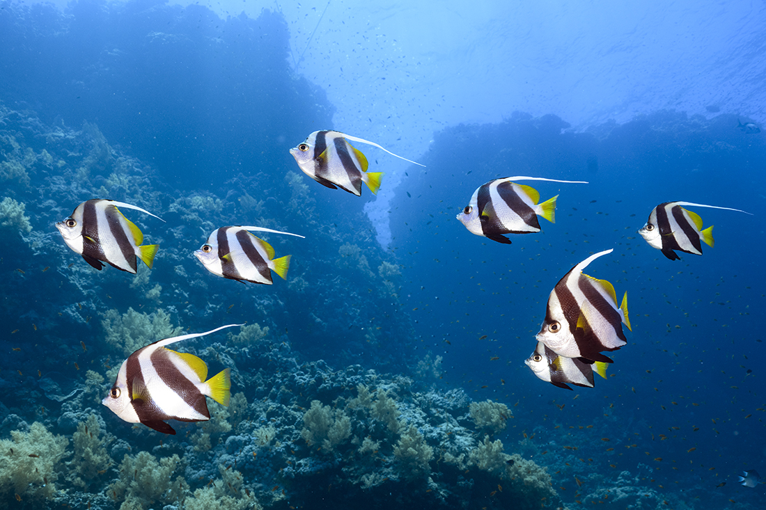 Pennant Bannerfish (Heniochus acuminatus)